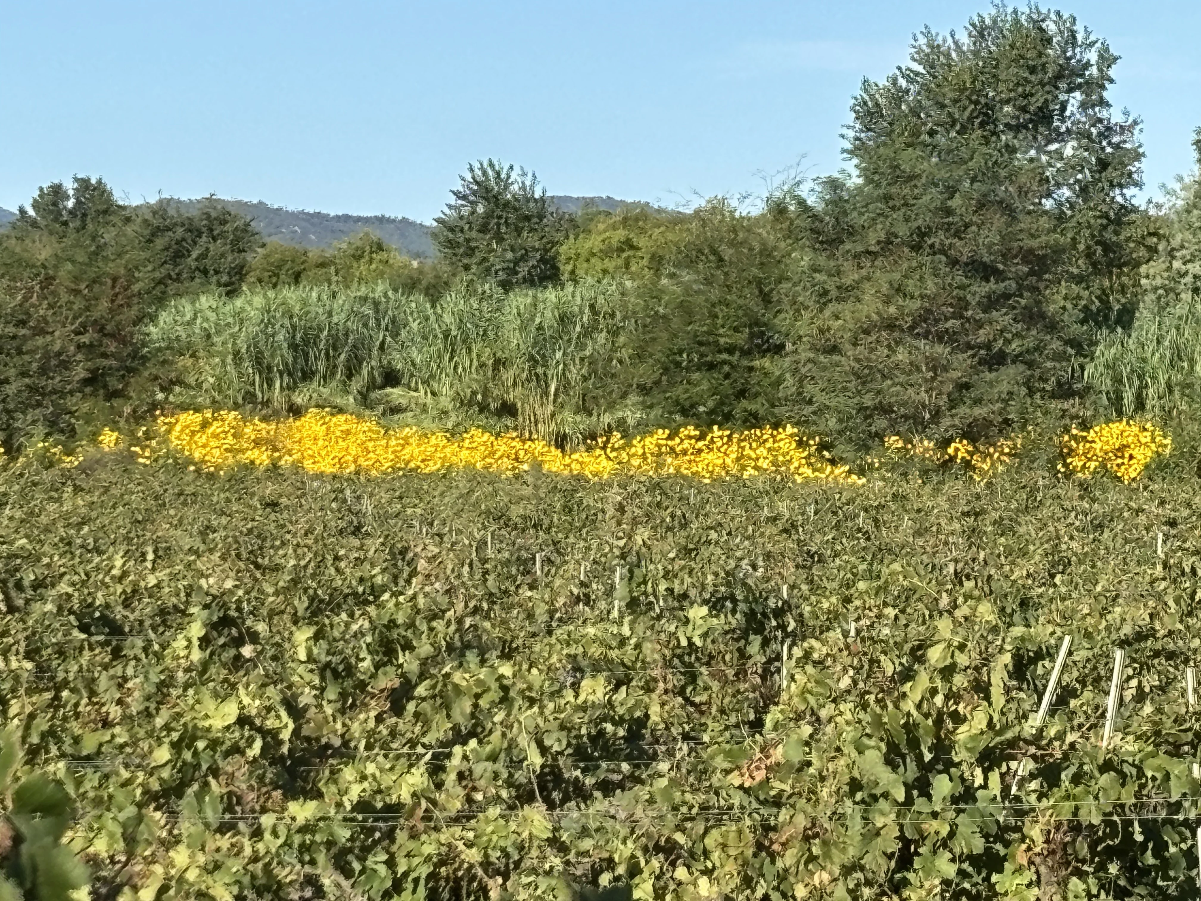Au loin un champ de fleurs jaunes