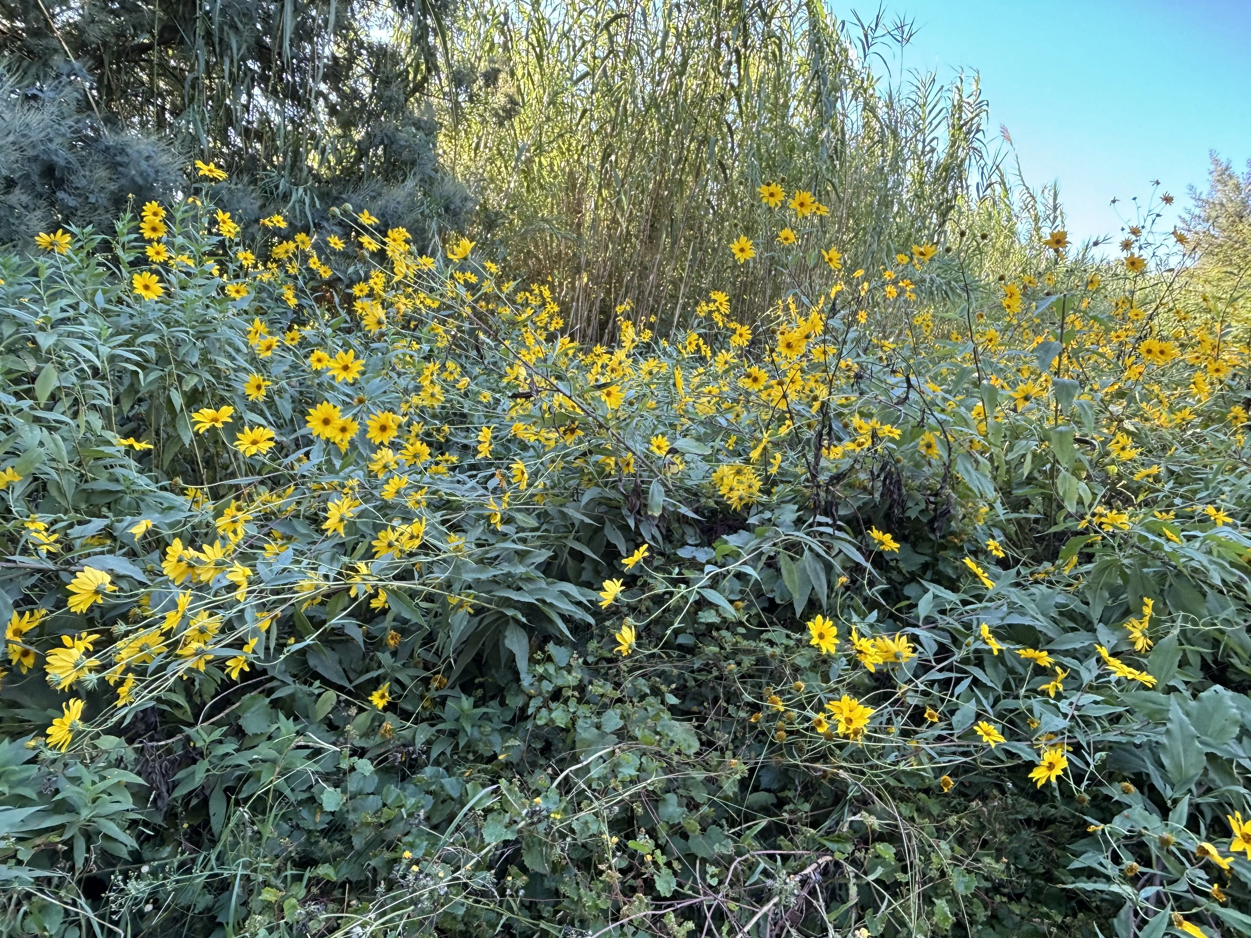 Des hélianthes