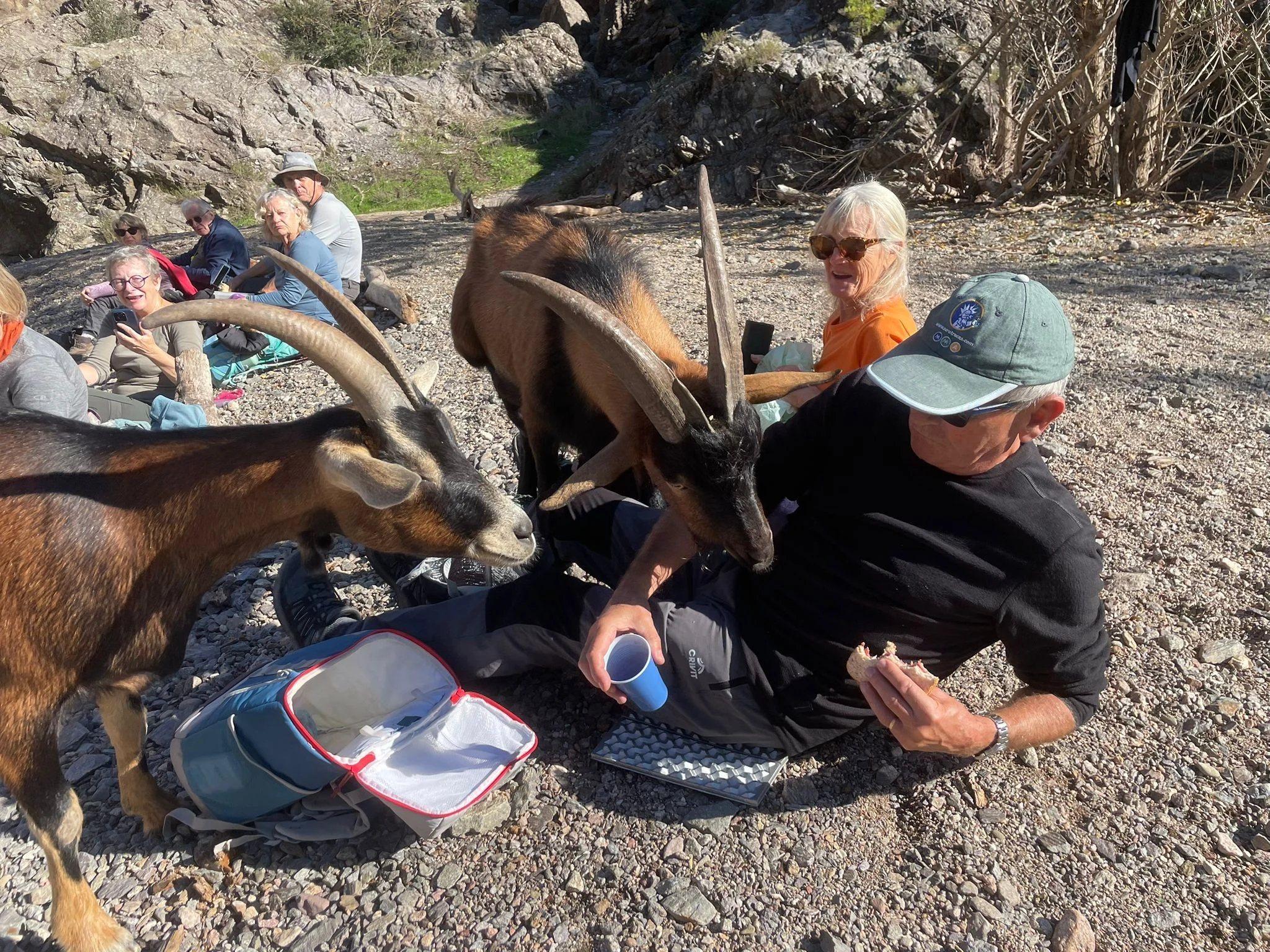 Prêtes à manger dans la gamelle !